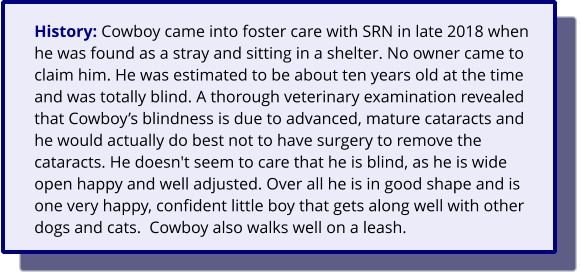 History: Cowboy came into foster care with SRN in late 2018 when he was found as a stray and sitting in a shelter. No owner came to claim him. He was estimated to be about ten years old at the time and was totally blind. A thorough veterinary examination revealed that Cowboy’s blindness is due to advanced, mature cataracts and he would actually do best not to have surgery to remove the cataracts. He doesn't seem to care that he is blind, as he is wide open happy and well adjusted. Over all he is in good shape and is one very happy, confident little boy that gets along well with other dogs and cats.  Cowboy also walks well on a leash.