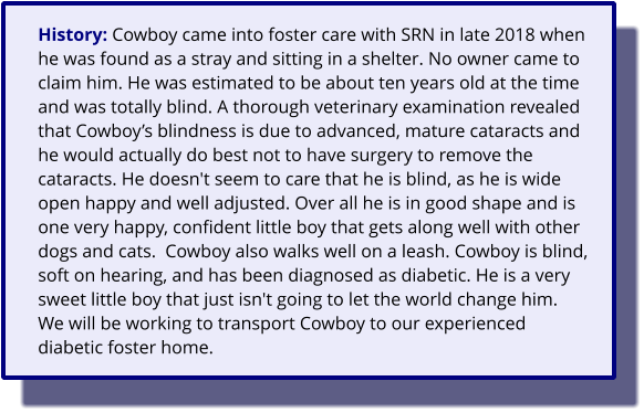 History: Cowboy came into foster care with SRN in late 2018 when he was found as a stray and sitting in a shelter. No owner came to claim him. He was estimated to be about ten years old at the time and was totally blind. A thorough veterinary examination revealed that Cowboy’s blindness is due to advanced, mature cataracts and he would actually do best not to have surgery to remove the cataracts. He doesn't seem to care that he is blind, as he is wide open happy and well adjusted. Over all he is in good shape and is one very happy, confident little boy that gets along well with other dogs and cats.  Cowboy also walks well on a leash. Cowboy is blind, soft on hearing, and has been diagnosed as diabetic. He is a very sweet little boy that just isn't going to let the world change him.   We will be working to transport Cowboy to our experienced  diabetic foster home.