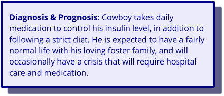 Diagnosis & Prognosis: Cowboy takes daily medication to control his insulin level, in addition to following a strict diet. He is expected to have a fairly normal life with his loving foster family, and will occasionally have a crisis that will require hospital care and medication.
